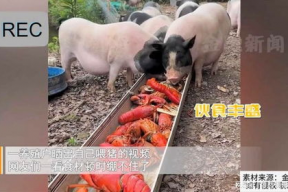 猪吃食的视频,自然觅食行为捕捉瞬间