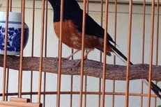 长尾四喜鸟大叫视频,揭秘其独特鸣叫之谜