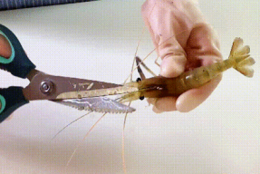 如何挑虾线视频,视频教程助你轻松烹饪美味虾