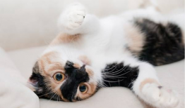 猫咪视频网站,揭秘猫咪视频网站的魅力世界