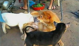 两小猪喝人奶喂猪视频,喂猪视频引发网友热议