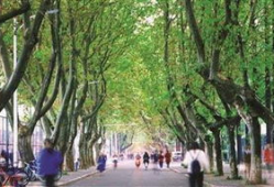 梧桐大道,穿越时光的绿色长廊