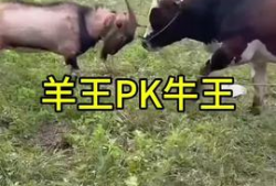 牛牛热在线视频,揭秘热门视频背后的魅力与影响力