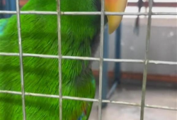 鹦鹉视频,智慧鸟儿的多彩生活瞬间