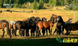 马的视频,视频中的速度与激情