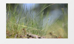 清清草视频,探寻自然之美，感受生命之韵