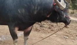 牛视频,揭秘短视频时代的魅力与挑战