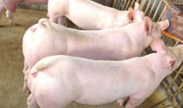 两小猪喝人奶喂猪视频,喂猪视频引发网友热议