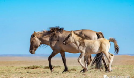 马的视频,视频中的速度与激情