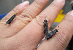 黑水虻养殖技术视频,揭秘高效生态养殖新趋势