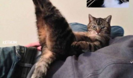 猫咪视频网站,揭秘猫咪视频网站的魅力世界