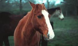 马的视频,视频中的速度与激情