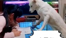 狗操人视频,揭秘动物与人类关系的微妙平衡